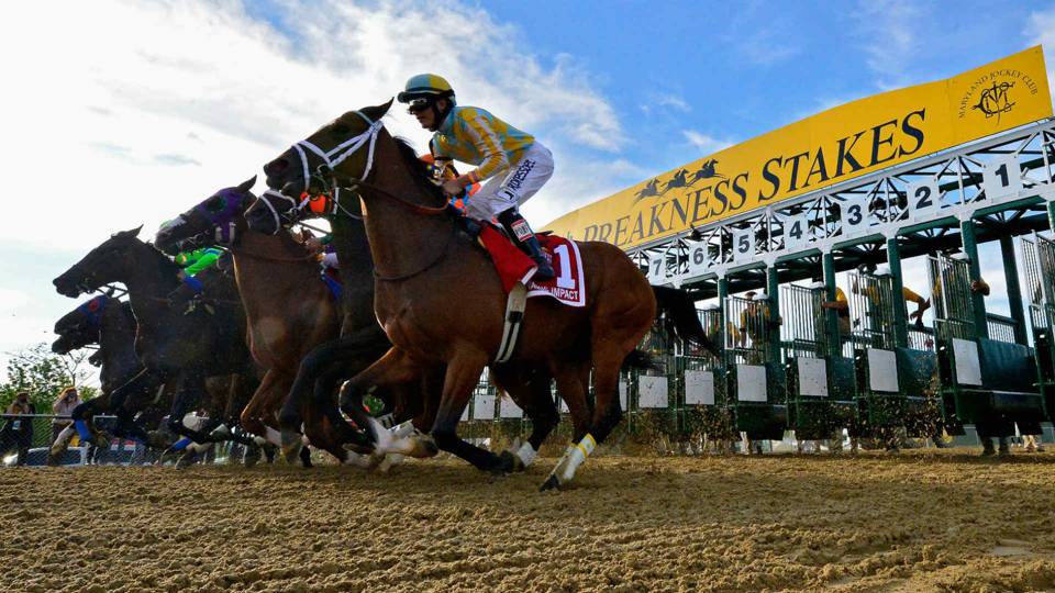 Preakness horse race out the gates